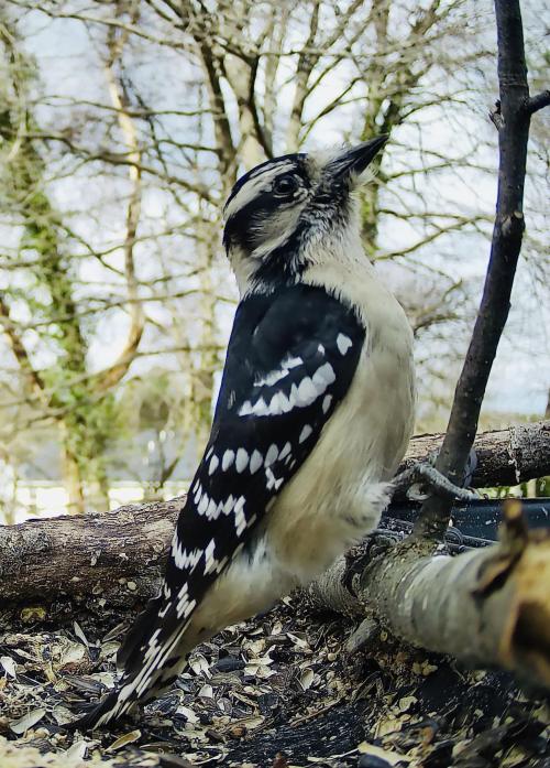 cuteness&ndash;overload: Downy woodpecker Source: bit.ly/37vChze