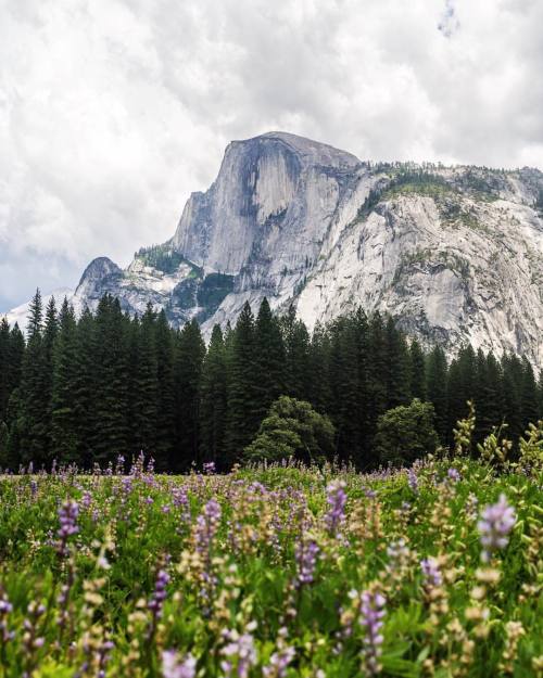 tannerwendell:half dome. yosemite. california. (at Yosemite National Park)