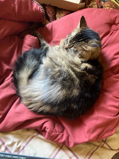 Here Are Some Photos Of My Cats Since I Cant Really Think Of Much For Astrology Rn. Plus They Are Adorable