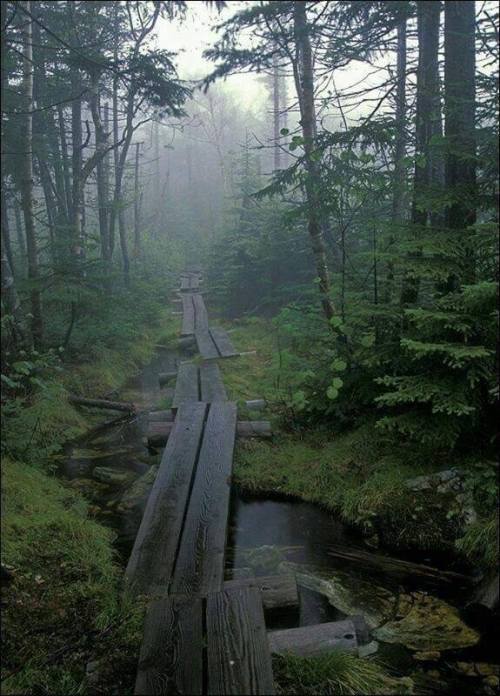 rosiesdreams:Appalachian Trail, Vermont