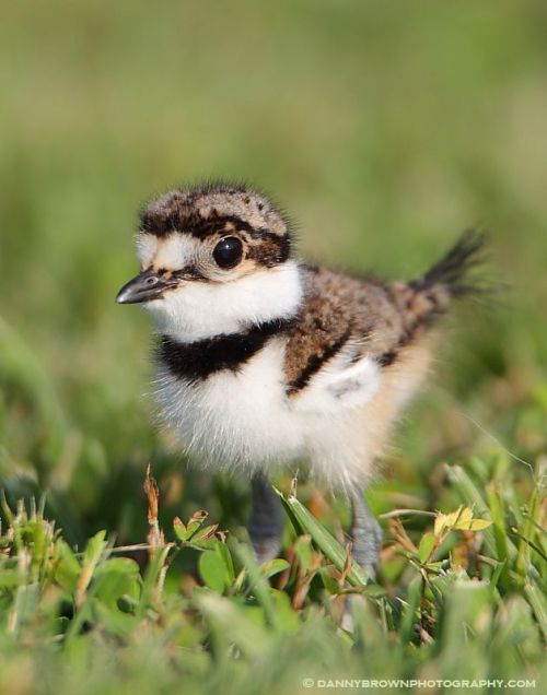 I used to love watching the Killdeer babies running around. They&rsquo;re like watching cotton b