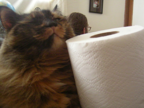 i love tissue, maow (by canontissue)