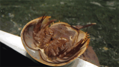 fucktonoftrees:fuckyeahbradtollman:more than I ever need to see in my whole lifebut horseshoe crabs 