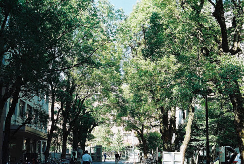 FH000020 - Trees of University by zyu10 on Flickr.