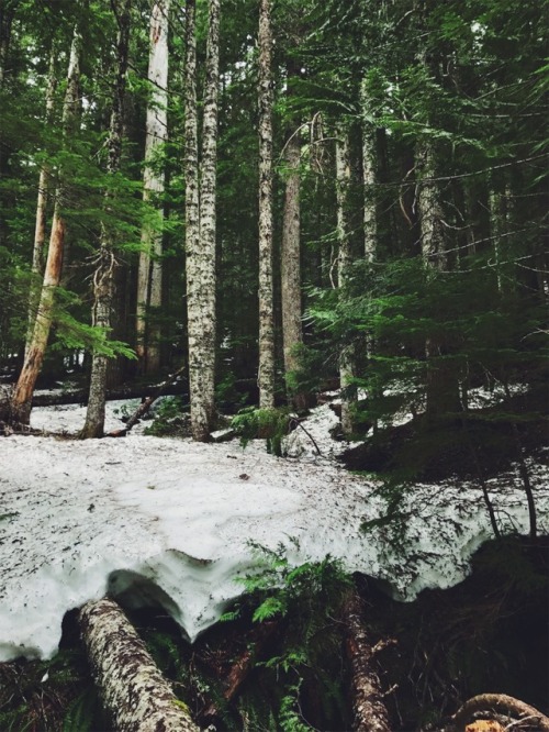 justapplyyourself:Cast Lake Trail. Rhododendron, Oregon.