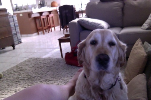 Ok i swear im gonna post art soon but first look at my dog