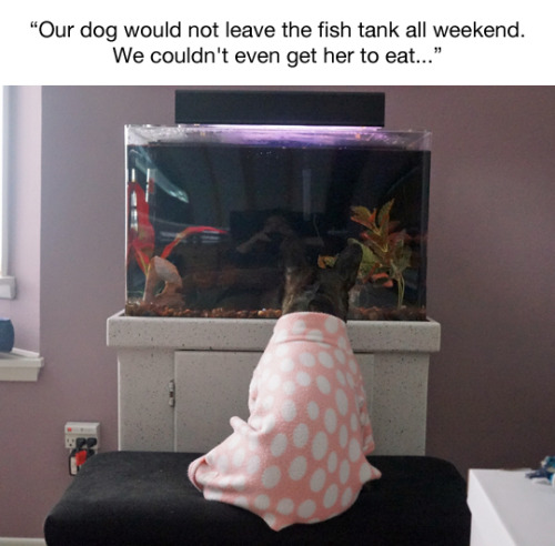 tastefullyoffensive:(photos via Sophie the Frenchie)