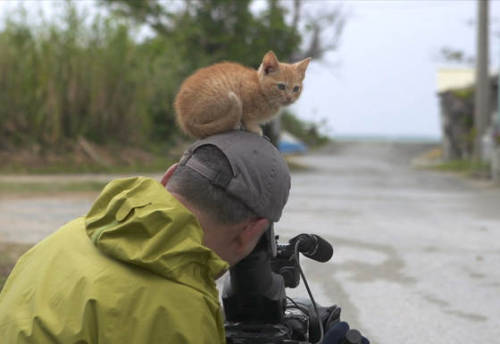 disgustinganimals:  hgwr:  【速報】 岩合さん、海外のサイトでまとめられる : 〓 ねこメモ 〓  Ugh. Just a normal day for a selfish kitten, distracting a hard working American from a honest day’s work. 