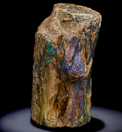 Large Opalized Wood Branch - Bonanza Mine, Virgin Valley, Nevada8 &frac12; x 4 x 3 &frac12;