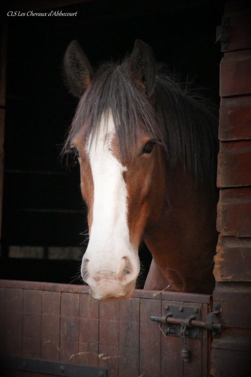 scarlettjane22:    CLS Les Chevaux d'Abbecourt  