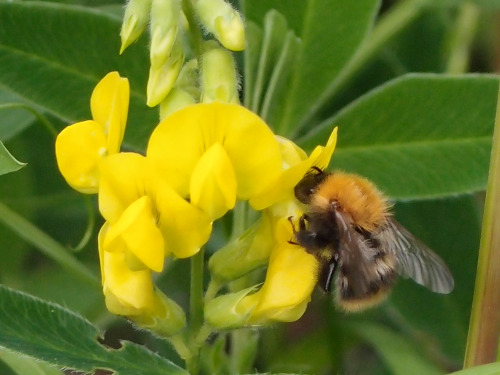 Lathyrus pratensis — meadow vetchling a.k.a. meadow peaBombus — bumblebees