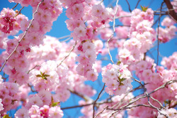 landscape-photo-graphy:  Japanese Hanami