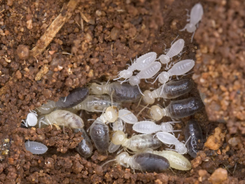 termites tunneling Tumblr