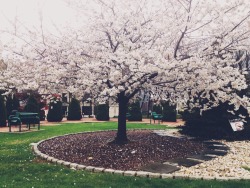 umq:  A beautiful blossom tree for you. 