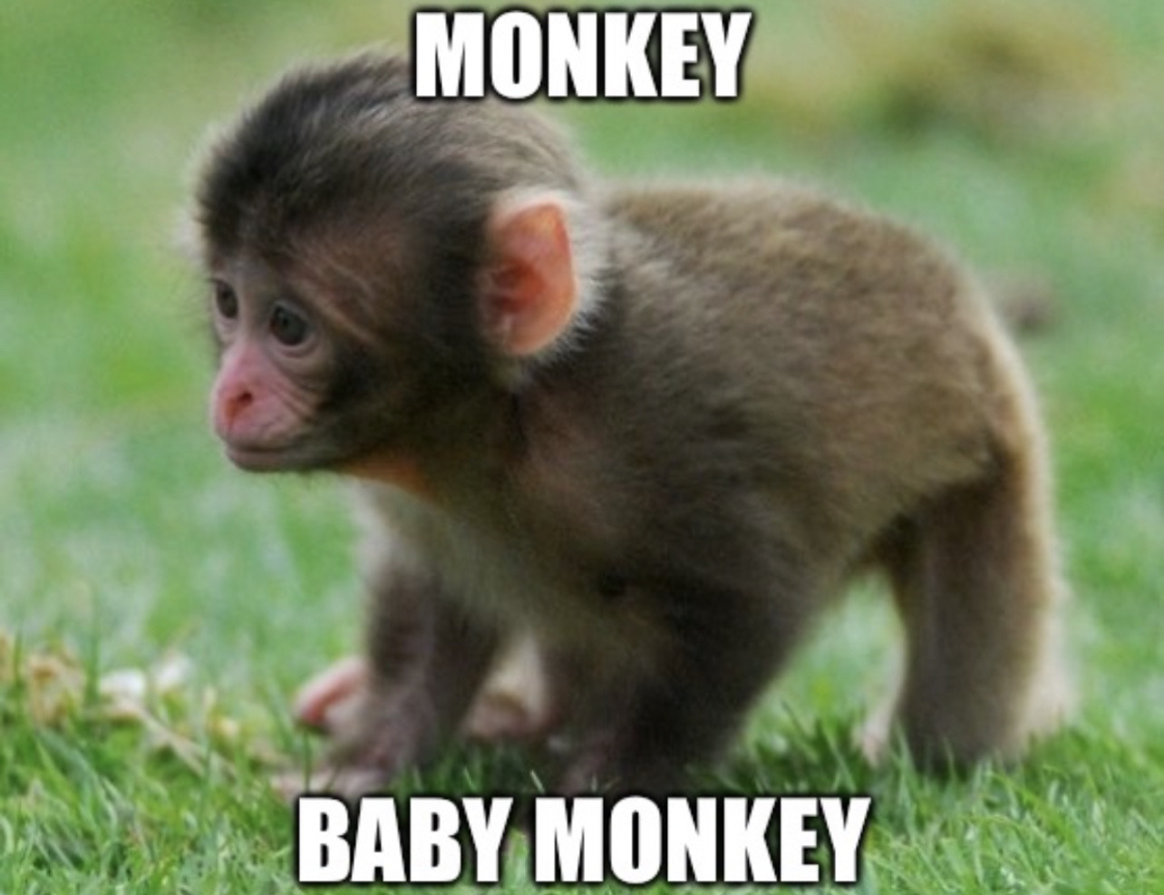 Monkey Memes Explore Tumblr Posts And Blogs Tumgir Monkey Memes Explore Tumblr Posts And Blogs Tumgir