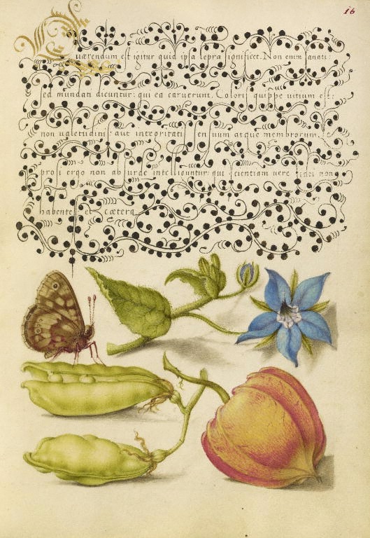 design-is-fine:  Joris Hoefnagel, illuminator, Georg Bocskay, scribe, pages from