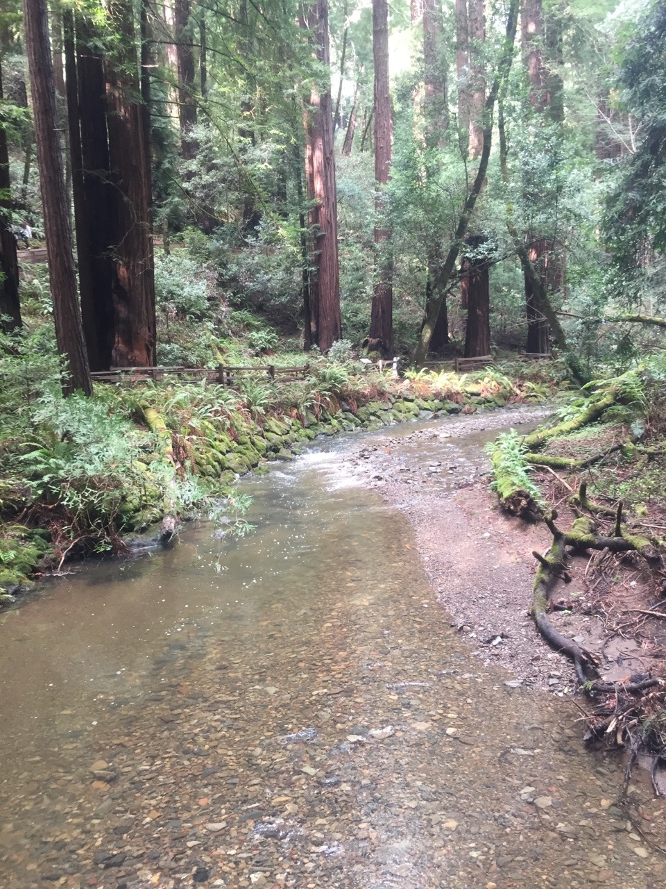 sierra-marie94:  Hello from Muir Woods! Took a random solo trip adventure today.