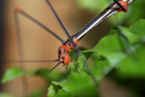 onenicebugperday:Peruvian fern insect, Oreophoetes peruana, Diapheromeridae, PhasmidaPhotos 1-2 by s