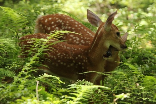 celtic-forest-faerie:{Whitetail Fawns Feeding On Mom} by {Shill718}