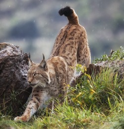 beautiful-wildlife:  Lynx On The Move by Mario Moreno