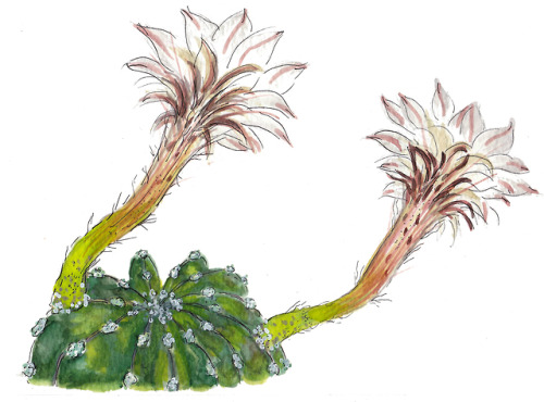 Queen of the night cactus.Plants are actually quite hard to draw! New challenge?Watercolour, pen, pe