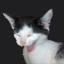 kittieslayer23