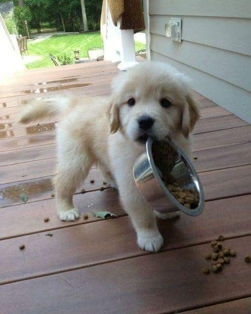 Puppies Make Me Happy
