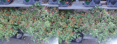 Chili plants Cross your eyes a little to see these photos in full 3D. (How to view stereograms) 