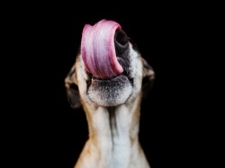 gravitationalbeauty:  By Elke Vogelsang