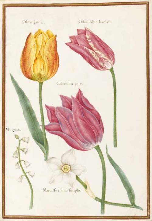 Robert Nicolas, botanical drawings of spring flowers, 17th century. France. Via Fitzwilliams Museum