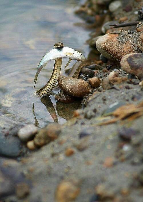 babyanimalgifs:  Tiny snake caught a tiny fish (via)
