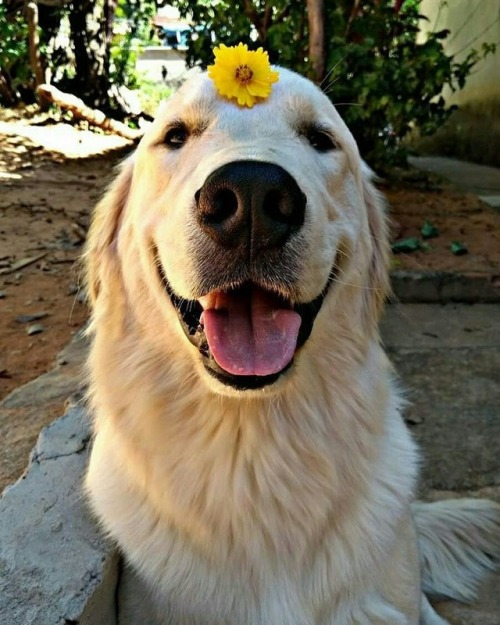 hippie-district-emr:smiling dog