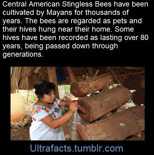 ultrafacts:    The bees were, and still are, treated as pets. Families would have one or many log-hives hanging in and around their houses. Although they are stingless, the bees do bite and can leave welts similar to a mosquito bite. The traditional way
