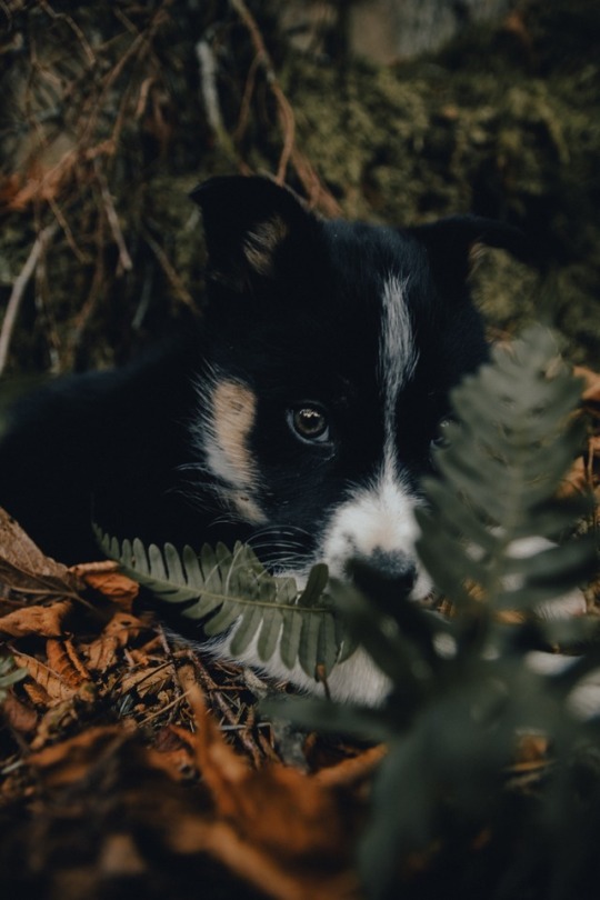 Pups n ferns