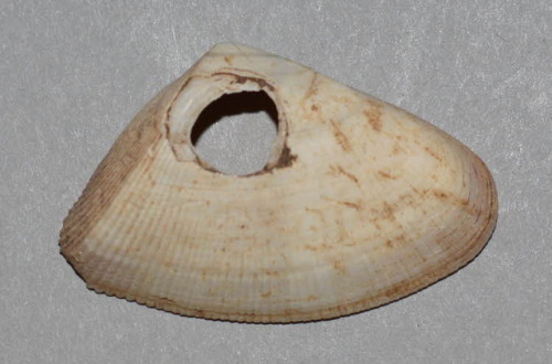 Iphigenia brasiliensis (Giant False Coquina) shell beads (Taíno, 700– 1000 AD).  Found in Vere, Jama
