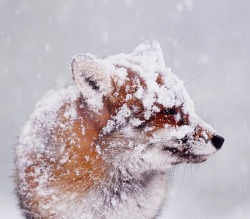 beautiful-wildlife:  Portrait Of A Red Fox