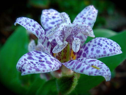 sandflake:  I dearly wish that people would view their bodies as they view flowers…