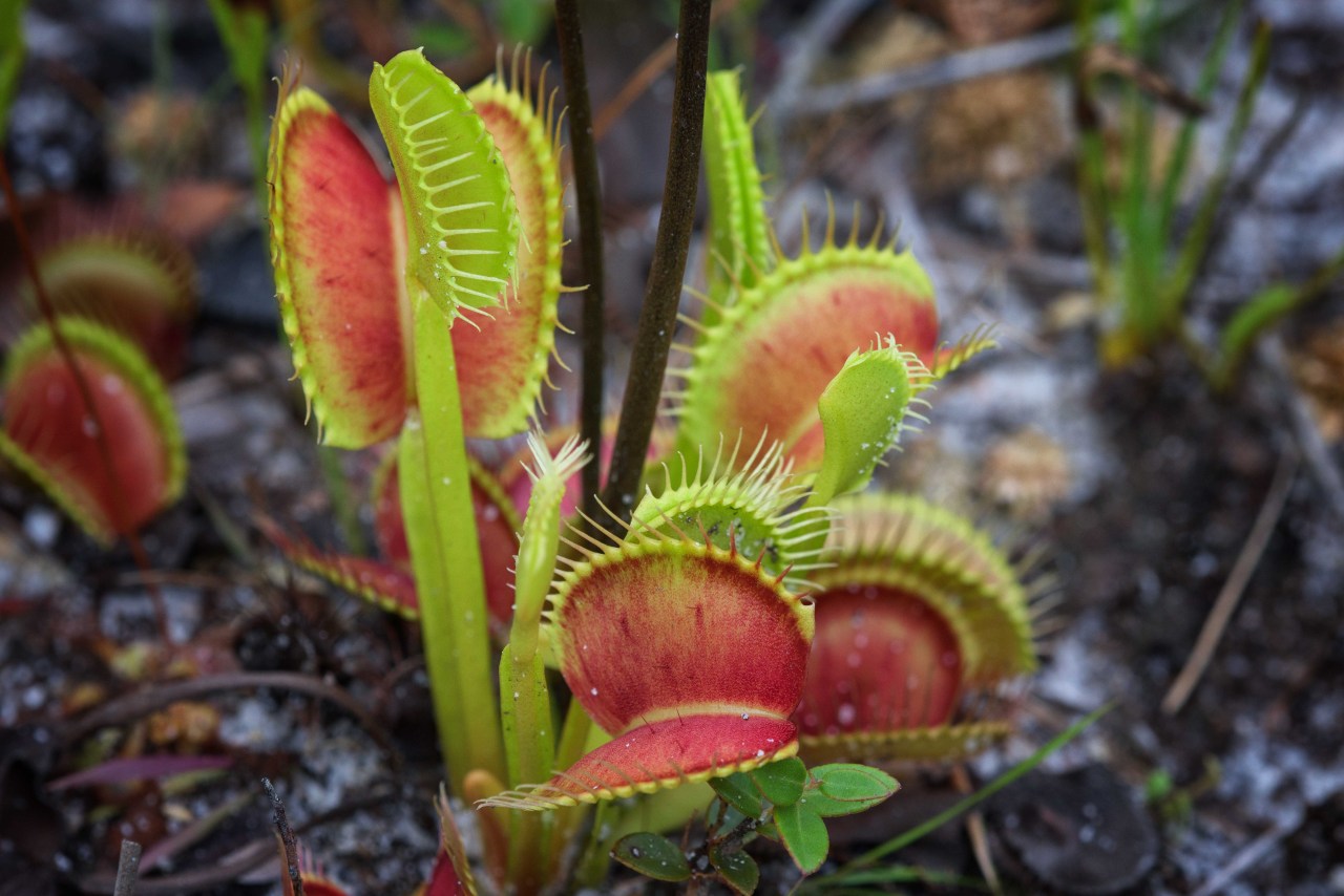 mdeanstrauss:  Jaws of Doom…Venus Flytraps in coastal North Carolina, the ONLY