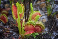 mdeanstrauss:  Jaws of Doom…Venus Flytraps in coastal North Carolina, the ONLY place they grow in the wild on our planet Earth… the clam-shell leaves will close on a small insect or spider, suck the life fluids out of its prey and then open to discard