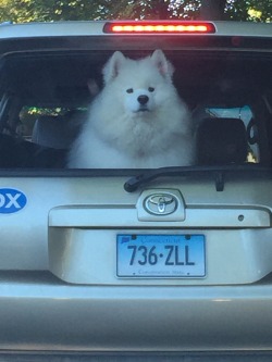 awwww-cute:  Stuck behind this guy (Source: http://ift.tt/1gSLSot)  get me out the car with this fuckin fool looks