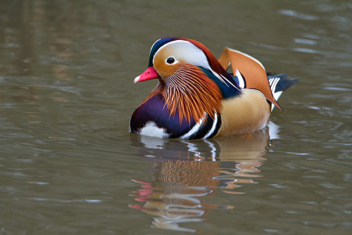 becausebirds:Mandarin Duck - the first time I saw this duck it was magical.more stuff on becausebird