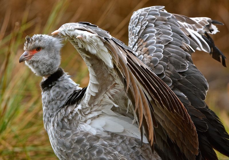 Mind the claws — Southern Screamer