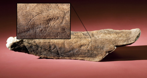 willoftzeentch:oosik:museum-of-artifacts:Mastodon bone inscribed with image of a mastodon, about 13,