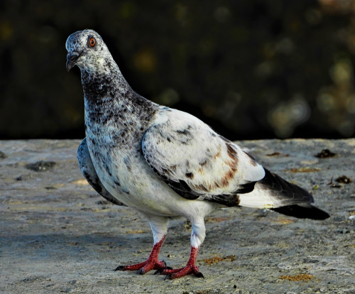 birbmania:  Rock pigeon … Snook Islands Natural Area, Lake Worth, Florida … 7/15/21