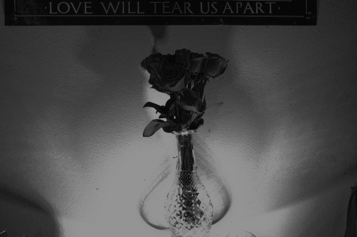 #crapphotography #bourbonsexual #grumpyoldgoth #joydivision #BlacknWhite #monochromatic #PDX #rose