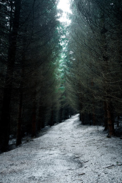 ethereo:  forest trail (by skoeber) 