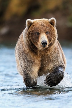 wonderous-world:  Brown Bear in Katmai National Park by Expeditions Alaska  