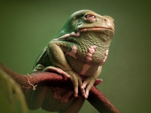 wapiti3: Phyllomedusa sauvagii, commonly known as the waxy monkey tree frog, waxy monkey frog or p