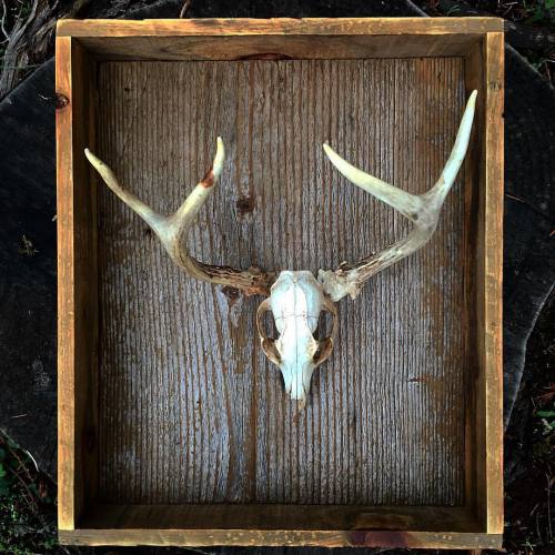 Fox skull w/deer rack #deer #pacificnorthwest #oregon #folk #skull #nature