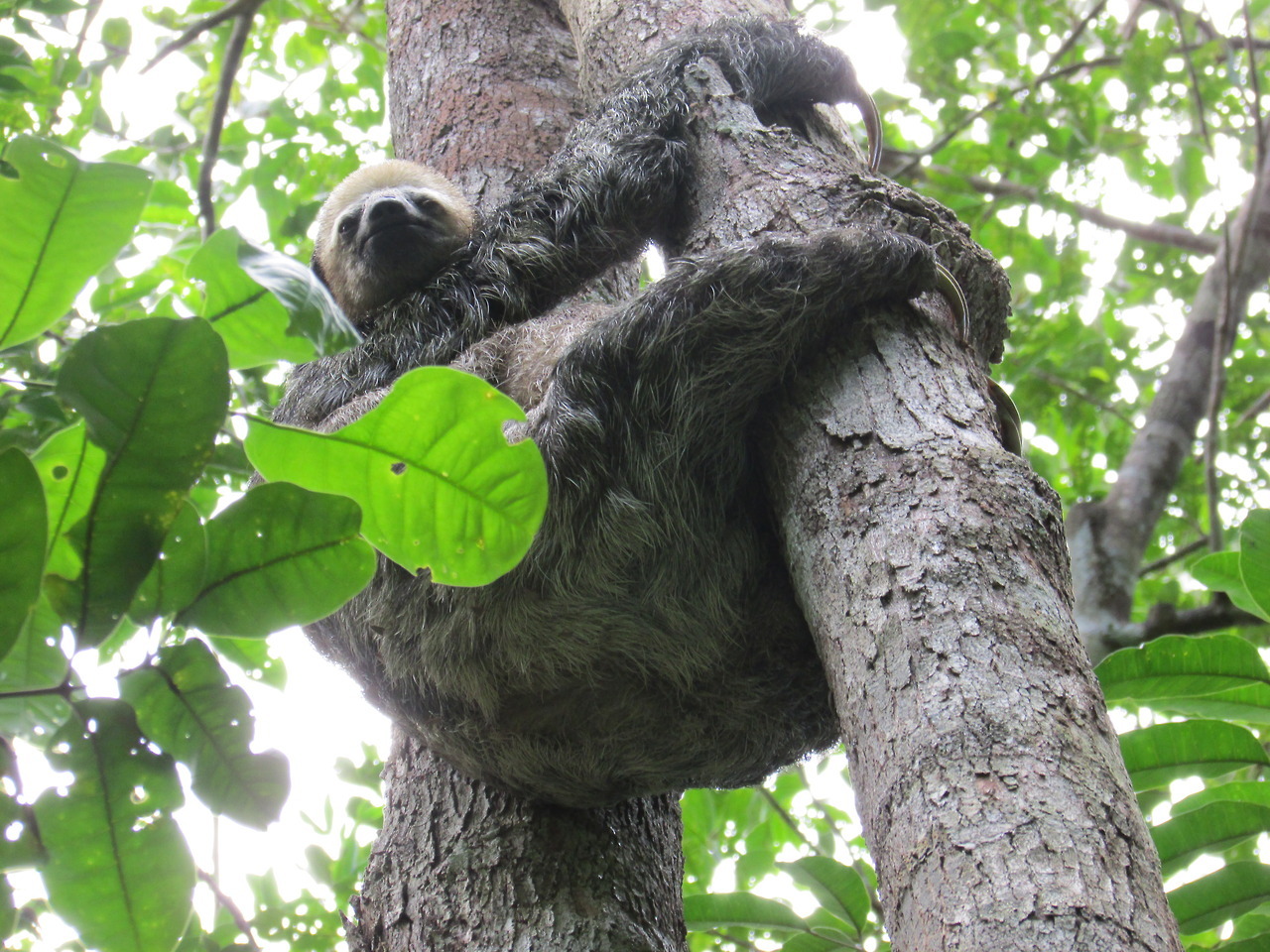 kiwi&ndash;twist:   tropical here 